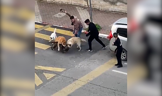 Başıboş Köpekler ve Ağızlıksız Gezdirilen Pitbull Lise Önünde Birbirine Girdi