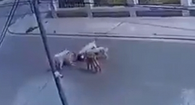 Başıboş Köpekler Küçük Kız Çocuğuna Saldırdı