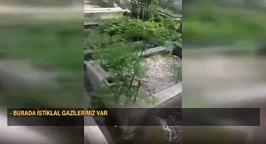 Karacaahmet Mezarlığı Başıboş Köpeklerin İşgali Altında