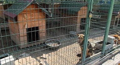 Kırklareli'nde Yavru Köpeğin Ölümüne Sebep Olan Zanlı, Barınakta Çalışma Şartıyla Serbest Bırakıldı