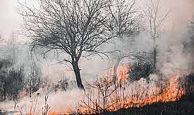 Kazakistan'ın Abay Bölgesindeki Orman Yangınında 14 Kişi Hayatını Kaybetti