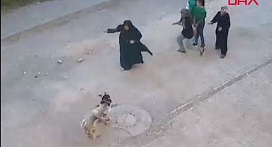 Şanlıurfa'da Başıboş Köpek, Ailesinin Yanındaki 4 Yaşındaki Kız Çocuğunu Isırdı