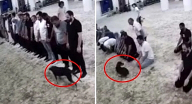 Camiye Giren Başıboş Köpek Cemaate Zor Anlar Yaşattı