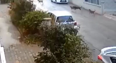 'Mama Lobisi' Bir Vatandaşın Kabusu Oldu: Taciz, Tehdit, İftira