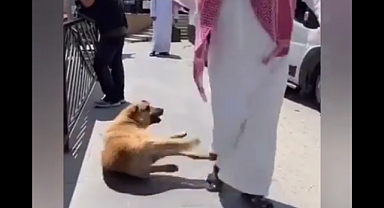 Uzungöl'de Orta Doğulu Turist Uyuyan Köpeğin Patisine Basarak Eğlendi