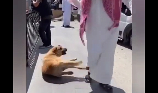 Uzungöl'de Orta Doğulu Turist Uyuyan Köpeğin Patisine Basarak Eğlendi