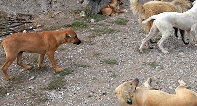 Antalya'da Başıboş Köpeklerin Saldırısına Uğrayan Vatandaş Valilik ve Belediyelere Açtığı Davayı Kazandı