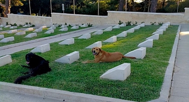 Başıboş Köpekler Çanakkale Şehitliğini de İstila Etti