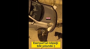 Başıboş Köpekler Esenyurt'ta Bir Arabayı Parçaladı