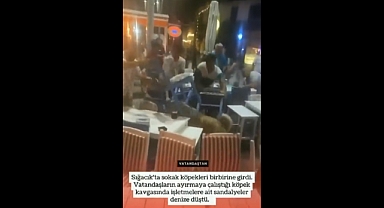 Başıboş Köpekler Kafenin İçinde Birbirine Girdi