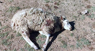 Başıboş Köpekler Şehrin Merkezindeki Çiftliğe Saldırdı: Koyunlar Telef Oldu