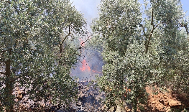 Bursa'da 4 Ayrı Noktada Yangın