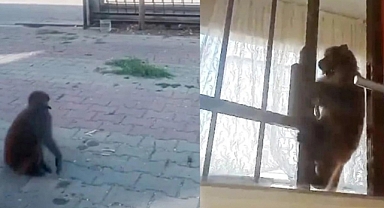 İstanbul'da Başıboş Maymun 3 Kişiyi Yaraladı
