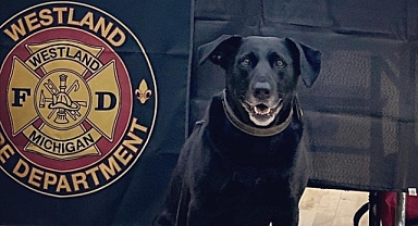 Köpek Golf Arabasıyla 4 yaşındaki Çocuğu Ezdi