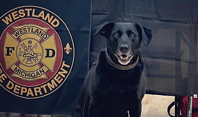 Köpek Golf Arabasıyla 4 yaşındaki Çocuğu Ezdi