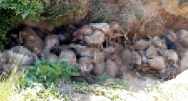 Sürü Psikolojisi: 130 Koyun Peş Peşe Uçurumdan Atladı