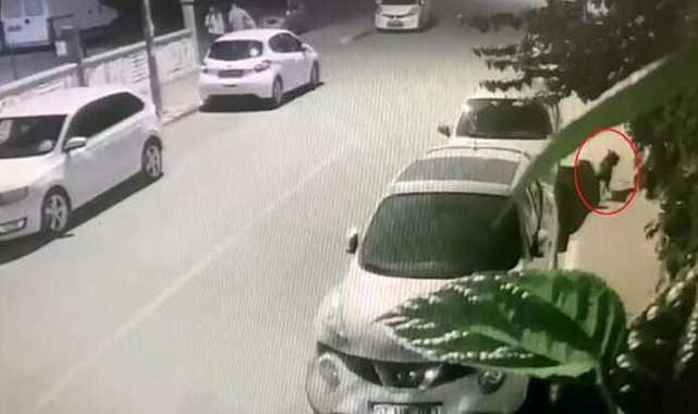 Antalya'da 'Başıboş Pitbull' Dehşeti