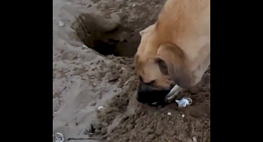 Başıboş Köpek, Sahildeki Caretta Caretta Yumurtalarını Yedi