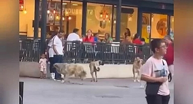 Başkentin Merkezine 'Başıboş Köpekler' Hakim: Anne ve Çocuğunun Etrafını Sardılar