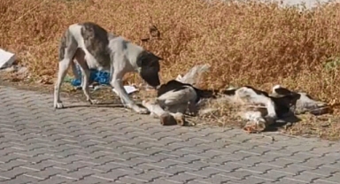 Diyarbakır'da Başıboş Sokak Köpekleri İnek Avlıyor
