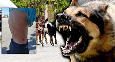 Konya Karatay'da Başıboş Sokak Köpekleri Okula Giden İlkokul Öğrencisine Saldırdı