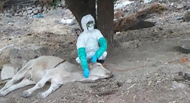 Bir Köpekte ve Isırdığı İki İnekte Kuduz Bulguları Görüldü: Çiftlik Karantinaya Alındı