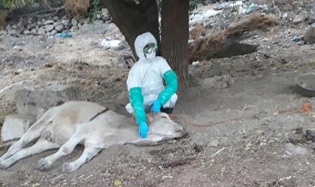 Bir Köpekte ve Isırdığı İki İnekte Kuduz Bulguları Görüldü: Çiftlik Karantinaya Alındı
