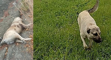 Köpeğine Saldırdığı İçin Komşusunun Köpeğinin Boğazını Kesti
