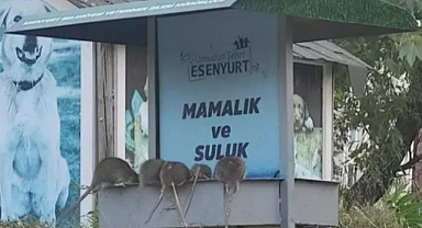 Esernyurt'ta Belediyenin Başıboş Sokak Köpeklerini Beslediği Alanı Lağım Fareleri İstila Etti