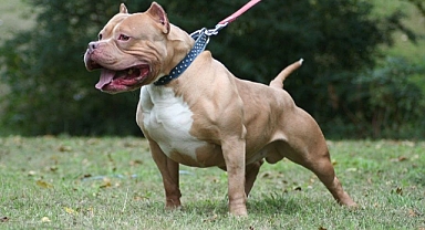 Saldırgan Pitbull Sahibinin Savunması: Köpekle Alakamız Yok, Biz Şafiyiz Bizde Köpeğe Dokunmak Haram
