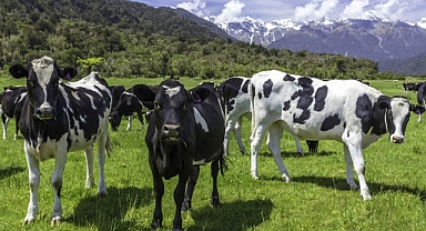 Yeni Zelanda, İklim Değişikliği İle Mücadele İçin Hayvancılardan 