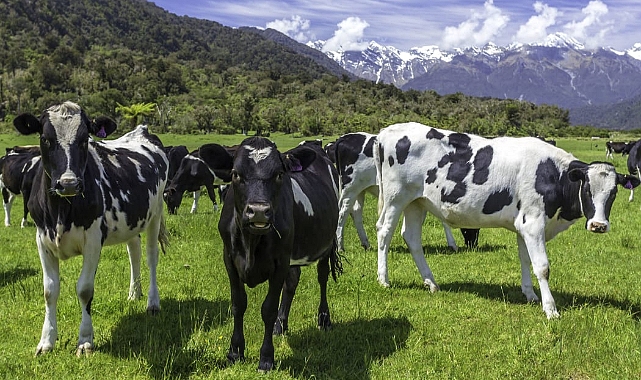 Yeni Zelanda, İklim Değişikliği İle Mücadele İçin Hayvancılardan