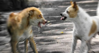 Adana'da Başıboş Köpeğe Çarpan Otomobil Takla Attı: 1 Ölü, 2 Yaralı