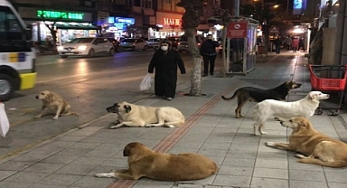 AKP Yerel Seçimde Başıboş Köpekleri Toplamayı Vadedecek