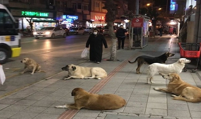 AKP Yerel Seçimde Başıboş Köpekleri Toplamayı Vadedecek