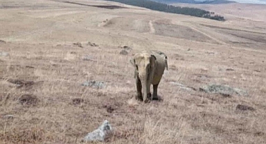 Ardahan'da Bir Çoban Fil Gördüğünü İddia Etti: Jandarma Fili Aramaya Başladı, Valilik İddiayı Yalanladı