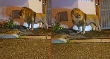 İtalya'da Bir Sirkten Kaçıp Sokaklarda Dolaşan Aslan Paniğe Neden Oldu