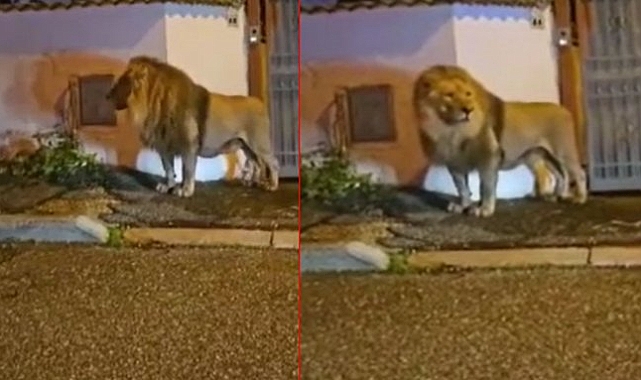İtalya'da Bir Sirkten Kaçıp Sokaklarda Dolaşan Aslan Paniğe Neden Oldu
