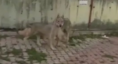 Kurtlar İstanbul'da Şehre İndi 