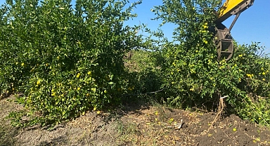 Adana'da Yetiştirilen Limonlara Talep Azalınca Çiftçiler Limon Ağaçlarını Söktü