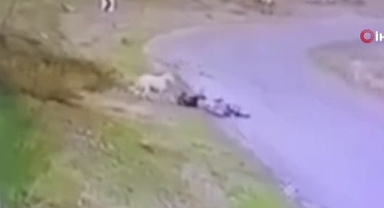 Ankara Polatlı'da Başıboş Köpek Çocuğa Saldırdı