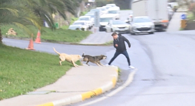 Bağcılar'da Başıboş Köpekler Yoldan Geçenlere Saldırdı