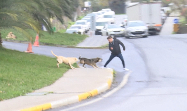 Bağcılar'da Başıboş Köpekler Yoldan Geçenlere Saldırdı