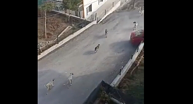 Başıboş Köpek İstilası Kırıkkale'de Kameralara Yansıdı