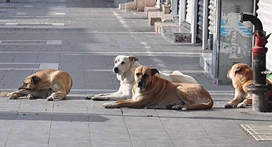 Başıboş Köpek Terörü Devam Ediyor