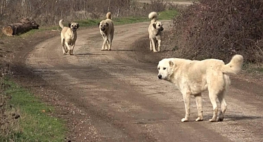 Bir Kadın Tunahan Yılmaz'a Saldıran Başıboş Köpekleri Savundu