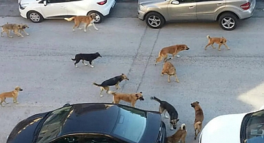 Erdoğan'dan 'Başıboş Köpek' Mesajı: Mutlaka Çözüme Kavuşturacağız