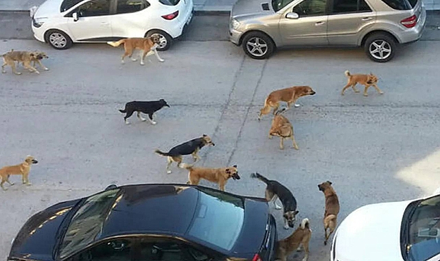 Erdoğan'dan 'Başıboş Köpek' Mesajı: Mutlaka Çözüme Kavuşturacağız
