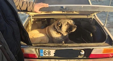 Kayseri'de Köpek Dövüştüren 37 Kişi Yakanlandı: 6 Köpek Kurtarıldı