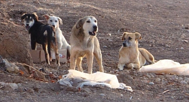 Keçiören'de Başıboş Köpek Saldırısı: 4. Sınıf Öğrencisi Çocuk Ağır Yaralandı